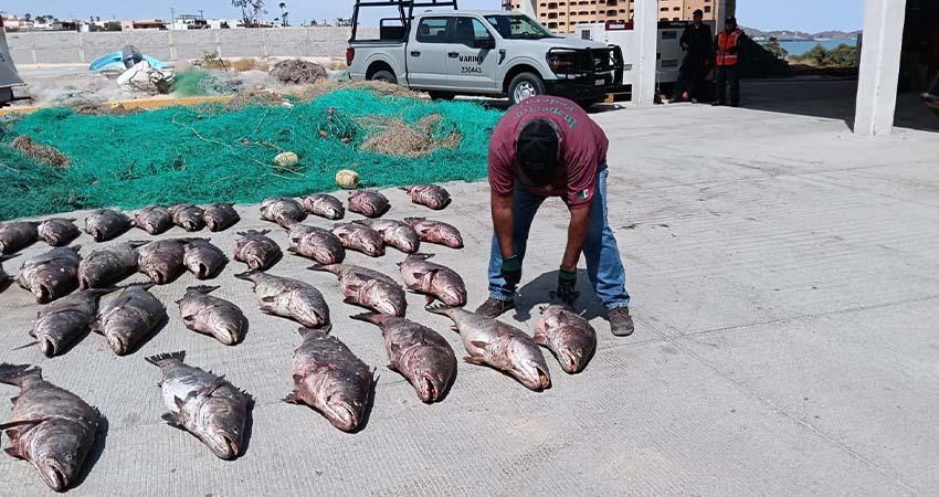 Senado legaliza venta de totoaba; podrá exportarse para cultivo
