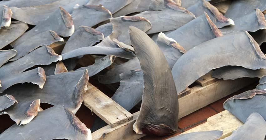 Piden a EU sanciones contra México por comercio internacional de aletas de tiburón