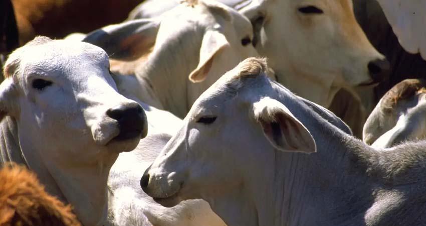 Estados Unidos reabre importaciones de ganado mexicano tras cierre por gusano barrenador