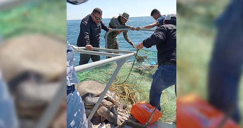 Autoridades aseguran redes infractoras durante el periodo de veda de tiburón y mantarraya