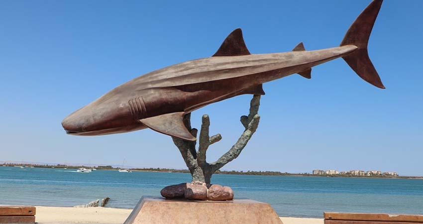 Invita Dirección Municipal de Turismo a ver documental sobre el tiburón ballena en La Paz