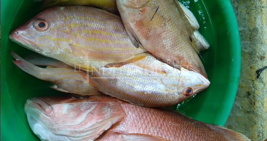 Con Foro Nacional, buscan impulsar la defensa de pesca ribereña y deportiva de Los Cabos