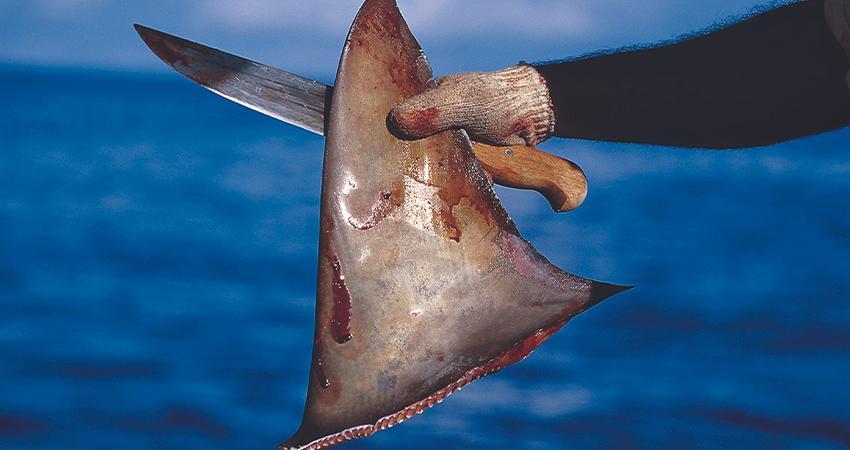 ONG propone combatir el aleteo de tiburón en México mediante modificación de norma
