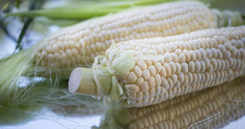 México garantiza “abasto nacional” de maíz blanco para 2025