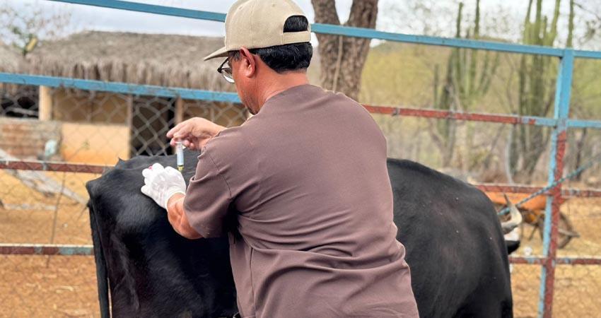 Ayuntamiento de La Paz brinda atención veterinaria gratuita en San Bartolo