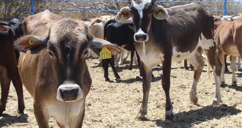 Fortalece el gobierno de BCS sus acciones para prevenir el gusano barrenador