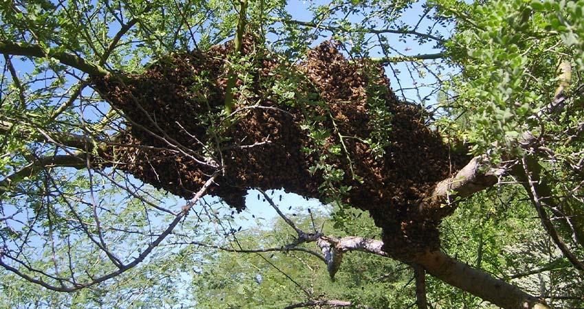 Abejas como pilares de la biodiversidad y la seguridad alimentaria