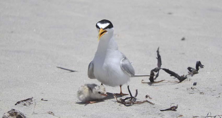 Altas temperaturas en Los Cabos ponen en riesgo temporada de anidación del gallito marino