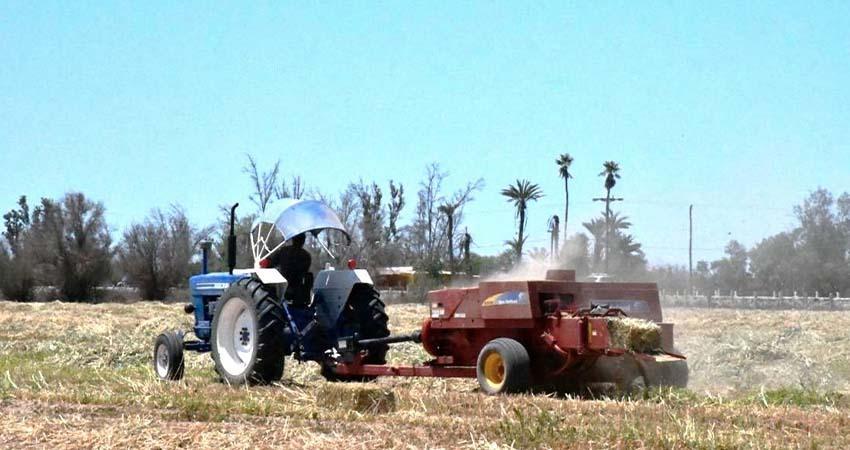 Inicia el Gobierno del Estado el proceso de cosecha de sorgo en Comondú
