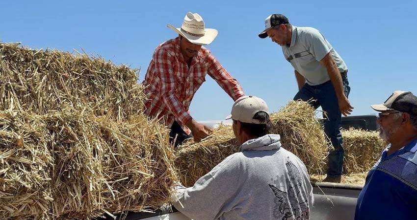 Gobierno del Estado entrega sorgo forrajero a comunidades rurales de Comondú
