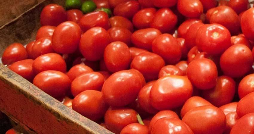 Economía y Agricultura fijan precios mínimos para exportar jitomate