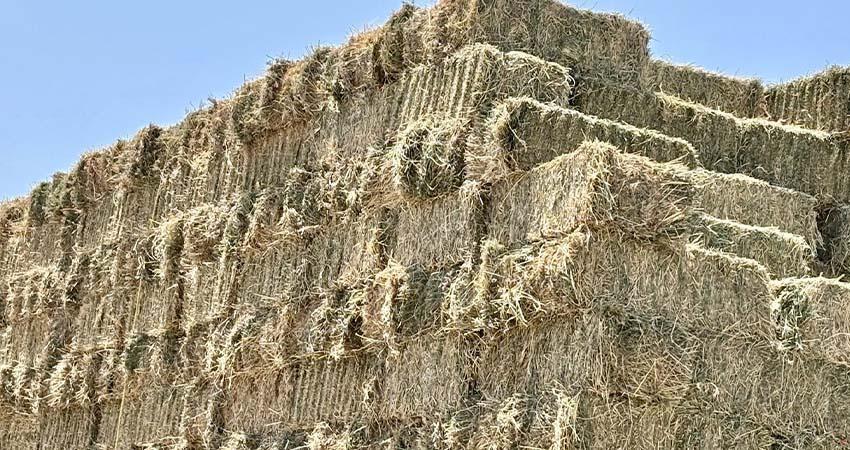 Inicia Gobierno Estatal primer corte de la segunda etapa producción de forraje en vivero de Comondú