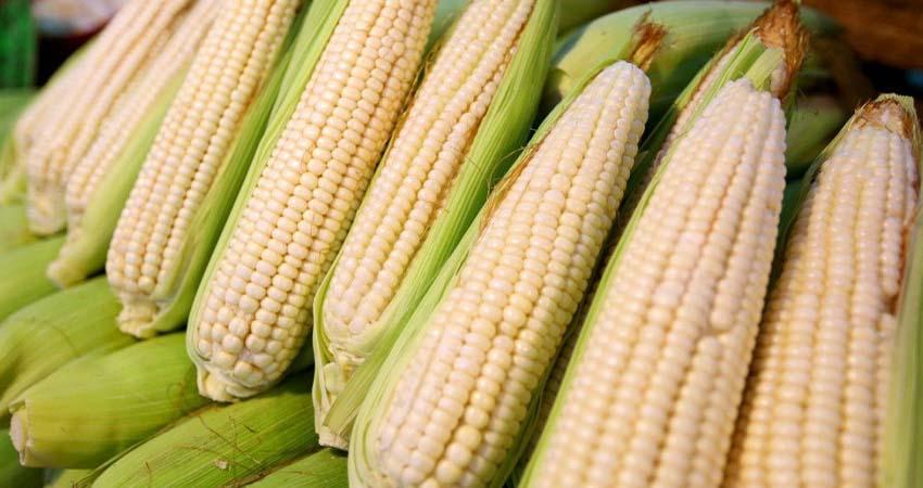 Maíz mexicano cae en picada por importación
