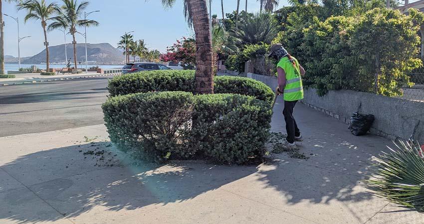 Servicios Públicos Municipales realiza poda de arbustos y palmeras en el malecón