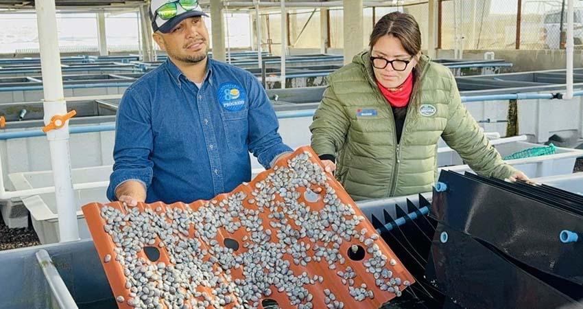 Inició la veda de abulón en Baja California Sur