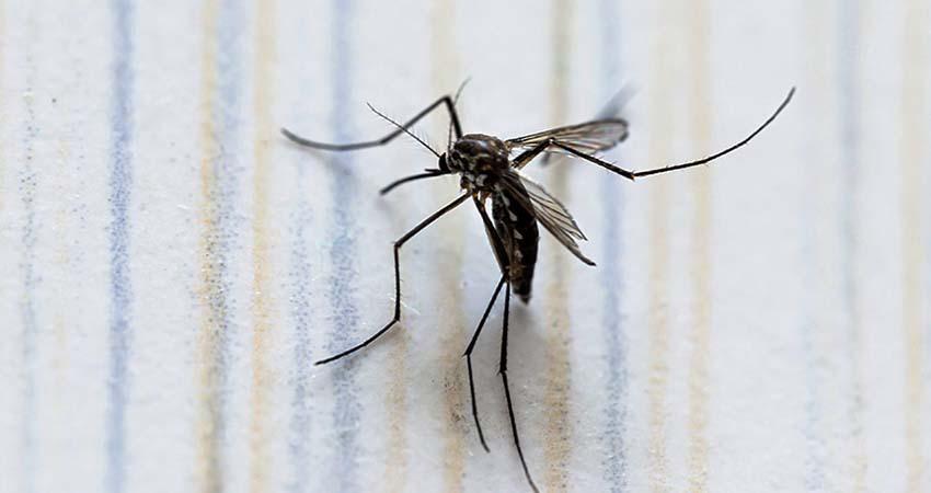 Reportan incremento de dengue en La Paz