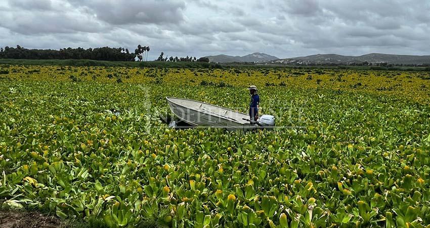 Lluvias de “Lorena” liberan bocana del Estero; refuerzan limpieza del lirio acuático