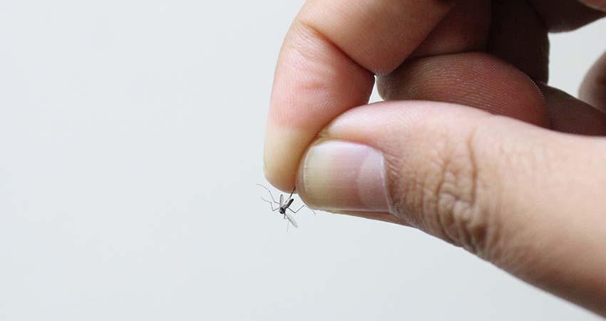 Piden a la población protegerse contra picadura de moscos y prevenir enfermedades como dengue