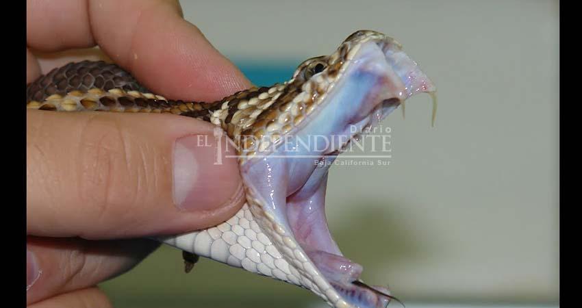 SSA cuenta con antídoto para mordeduras y picaduras de animales ponzoñosos: Guluarte Castro