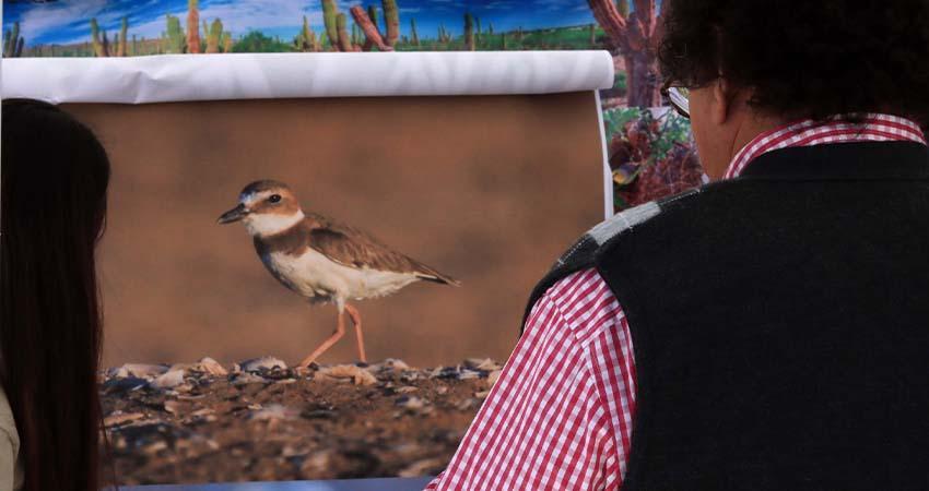 Últimos días para participar en el Concurso de Fotografía Amateur de Aves de Los Cabos