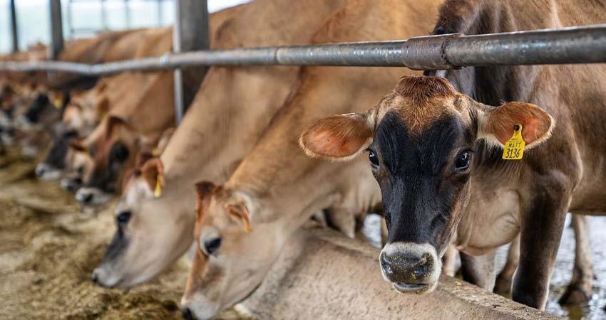 Sheinbaum pide a EU que el cierre de la frontera al ganado no sea ‘discrecional’