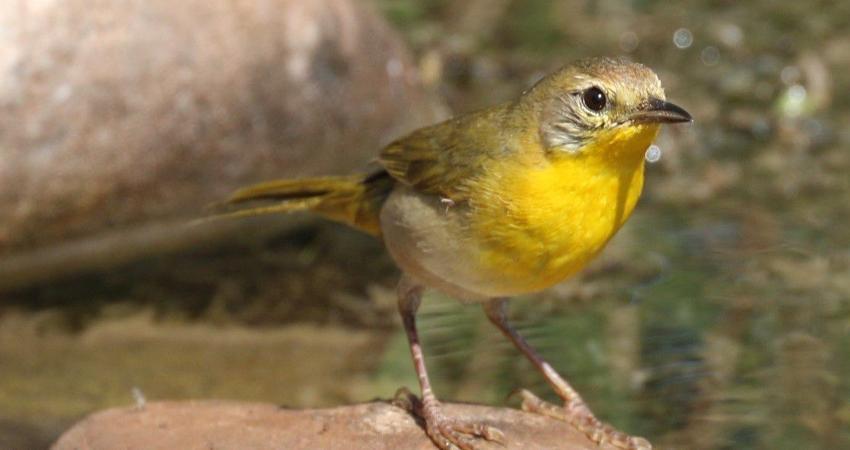 Todo listo para el 1er Festival de la Mascarita Peninsular en La Ribera