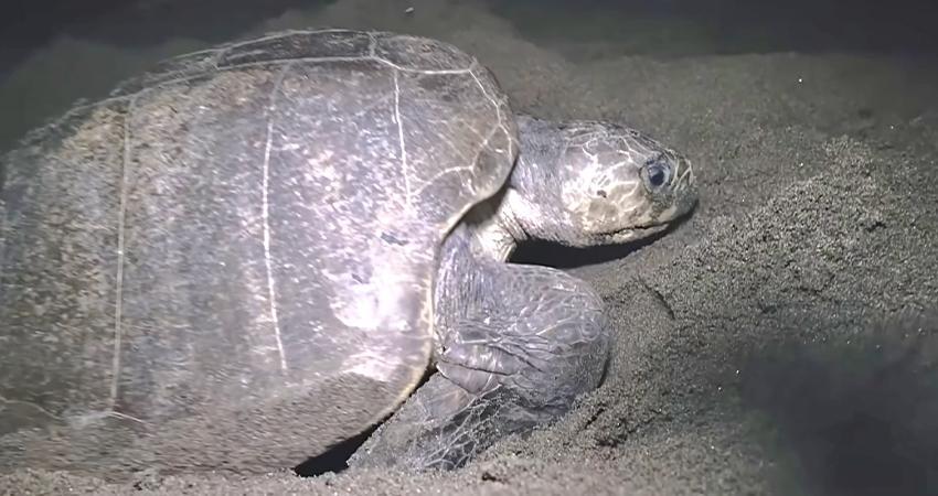 Más de 10 mil huevos de tortuga se recolectaron en CSL, tras lluvias