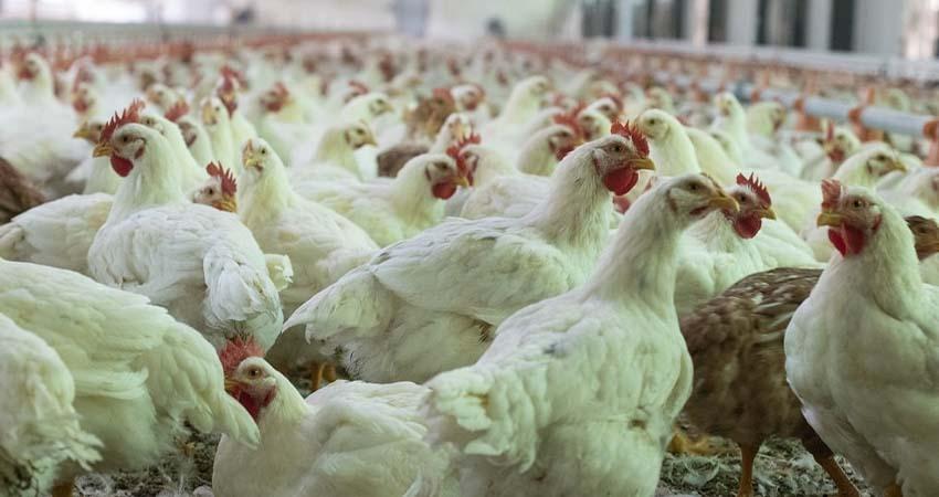 Cierran frontera a carne avícola procedente de EU