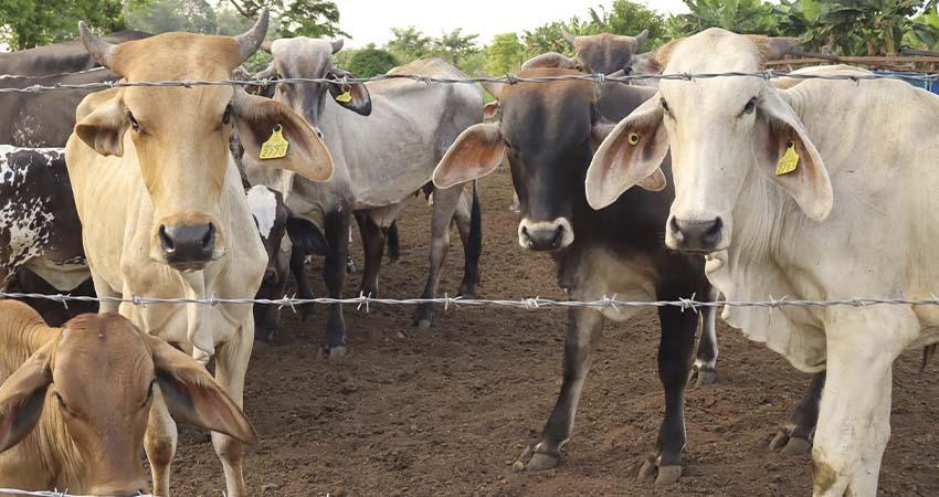 Plaga del gusano barrenador se reduce 28% con plan conjunto México-EE.UU.
