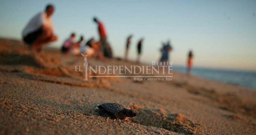 Turismo Ecológico, un nuevo riesgo para especies marinas en Los Cabos: especialista
