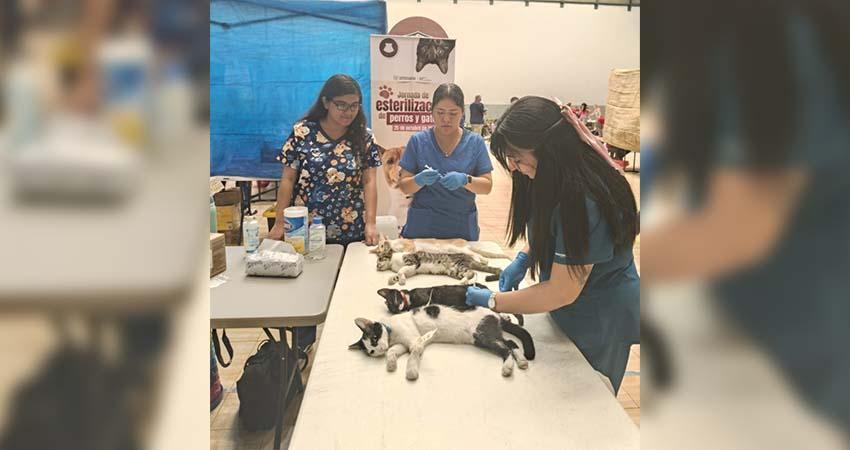 UABCS participa en jornada de esterilización canina y felina en coordinación con la Secretaría de Salud