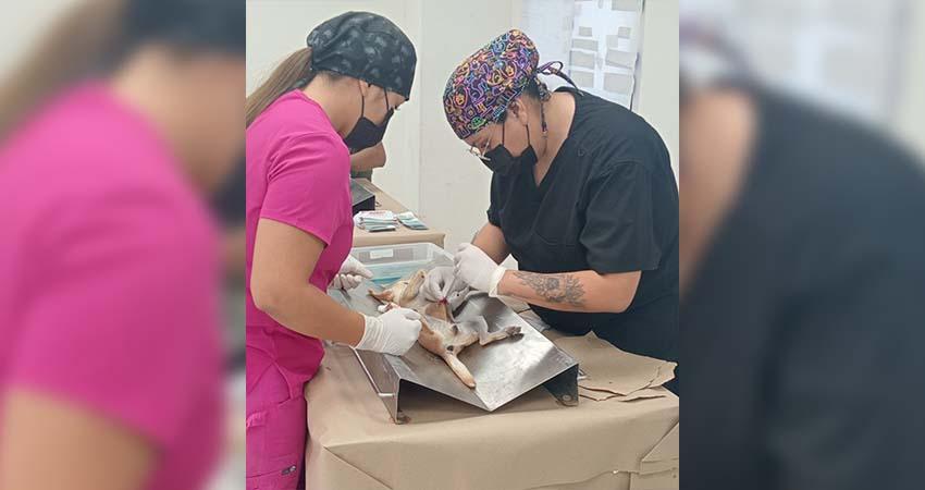 Realizan jornada de esterilización canina y felina en UABCS Ciudad Insurgentes
