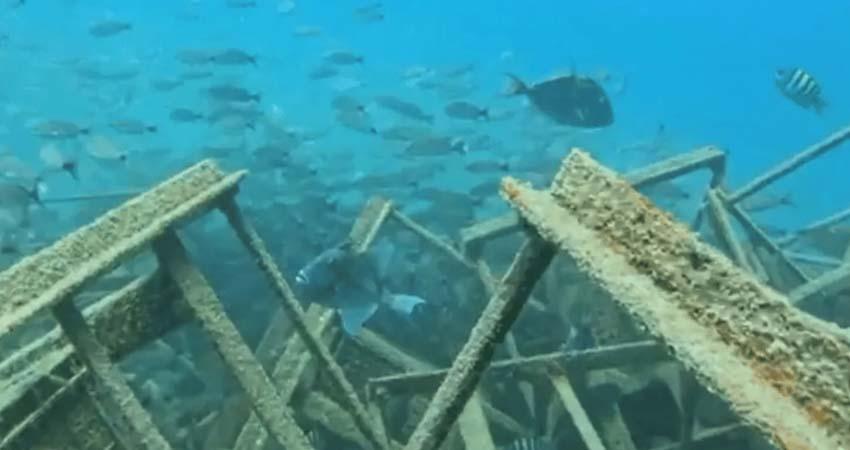 Crearán la primera granja marina con arrecifes en Los Cabos