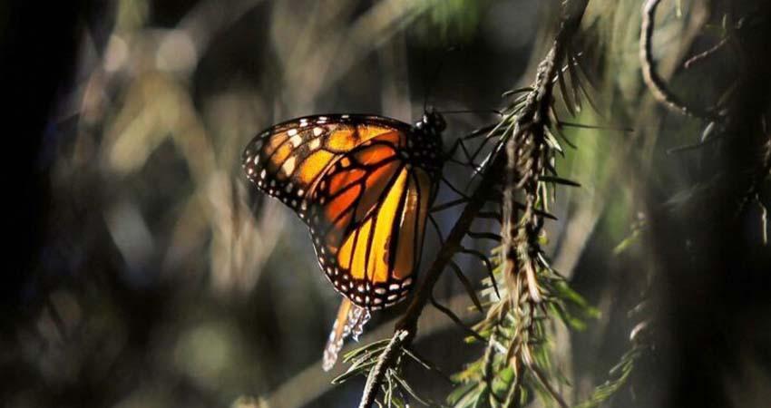 Llega a Michoacán la primera mariposa monarca con transmisor satelital
