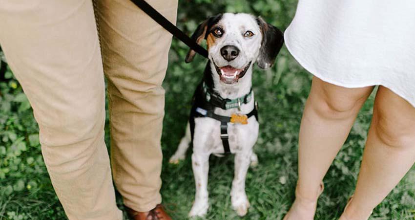 Presentan la iniciativa '¿Con quién se queda el perro?'