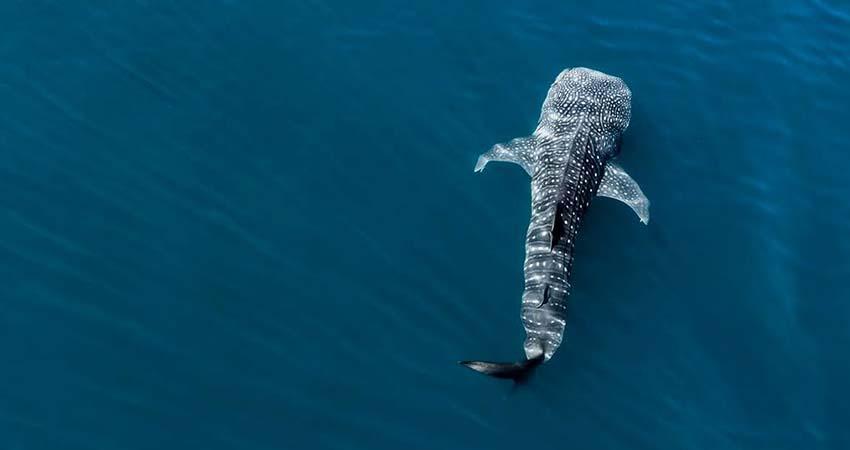 Llaman a la población a disfrutar y respetar la temporada de nado con tiburón ballena en La Paz