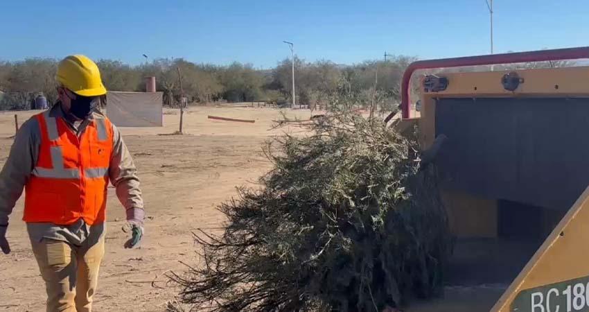 Árboles naturales de navidad serán recibidos en Eco Parque para ser triturados