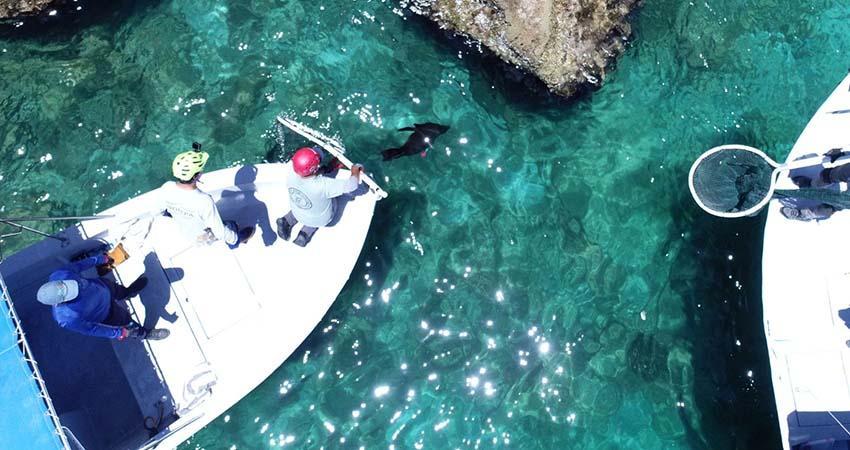 UABCS colabora en la atención y rescate de mamíferos marinos a través de trabajo académico y colaboración interinstitucional