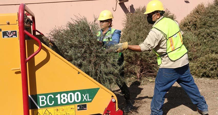 Avanza reciclaje de árboles naturales de navidad con el programa Manos a la Tierra