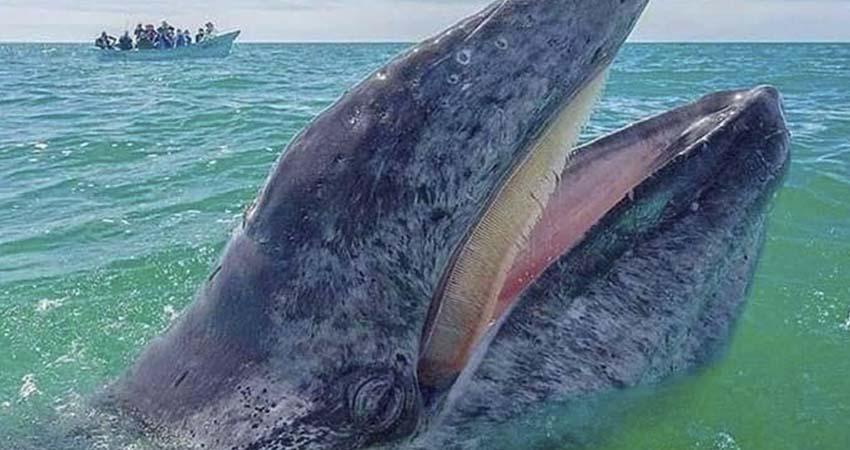 Registra Puerto Chale más de 25 avistamientos de ballena gris
