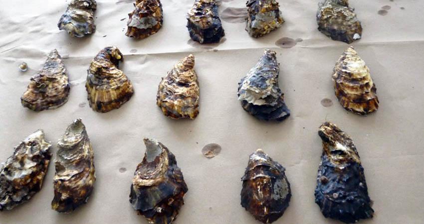 De manera precautoria suspenden la extracción de moluscos bivalvos en los esteros La Bocana y El Coyote