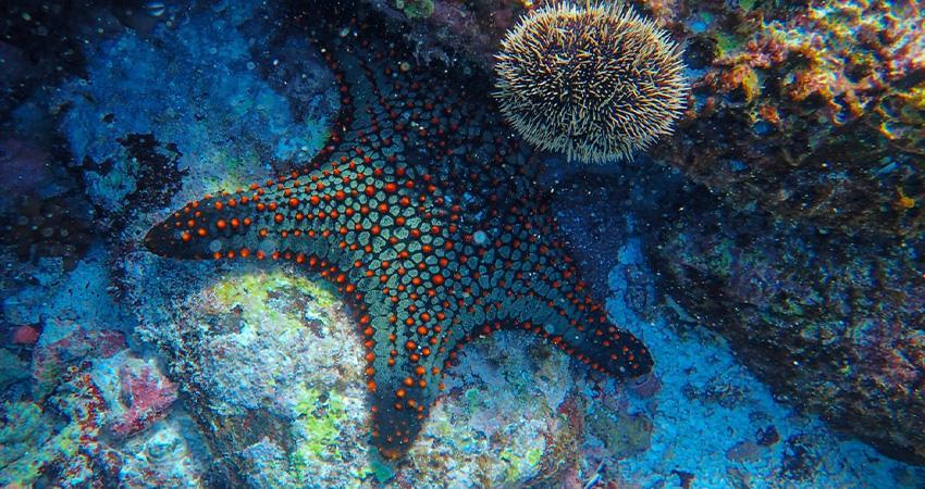 Los equinodermos, pieza clave para el equilibrio del ecosistema marino