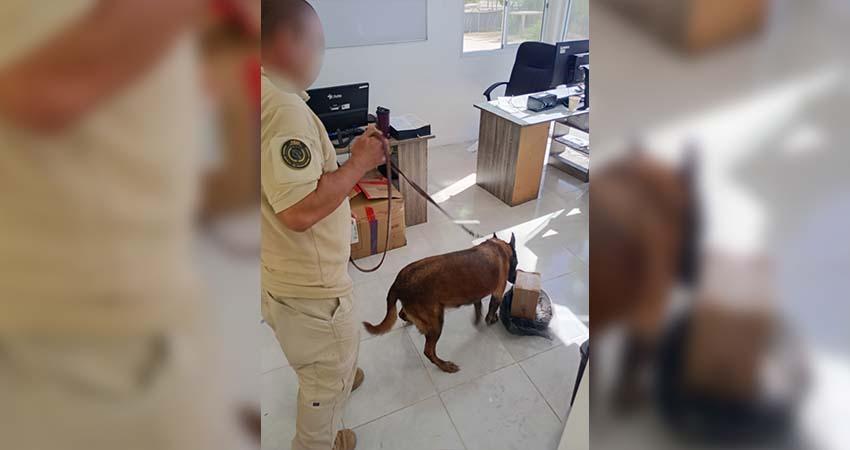 Aseguran marihuana en una empresa de paquetería en La Paz