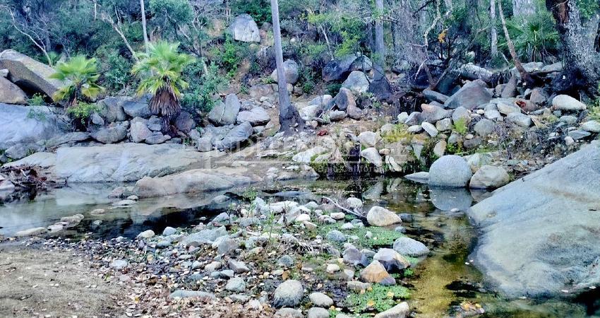 Consejo Asesor demanda proteger la biodiversidad de Sierra La Laguna