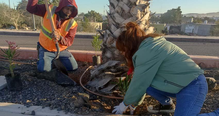 Plantan 300 árboles y fortalecen el riego con agua tratada en parques de La Paz
