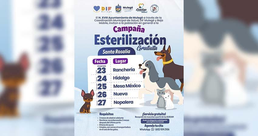 Reactiva el ayuntamiento de Mulegé campaña gratuita de esterilización para perros y gatos