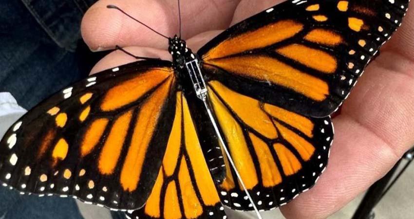 México pone en marcha sistema de rastreo de mariposa monarca para estudiar desplazamiento