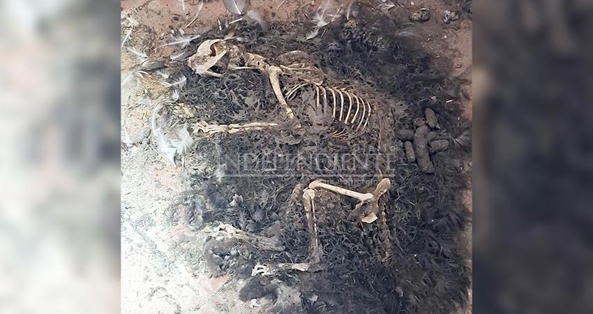Los Cabos recibe hasta 20 denuncias semanales por maltrato y abandono animal