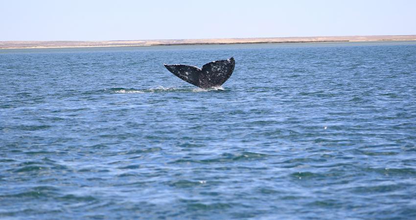 Conoce la extraordinaria evolución de las primeras ballenas