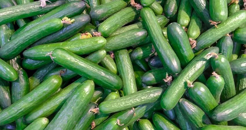 Las actuales guerras encaminan a México a ser el mayor proveedor de pepino de Estados Unidos